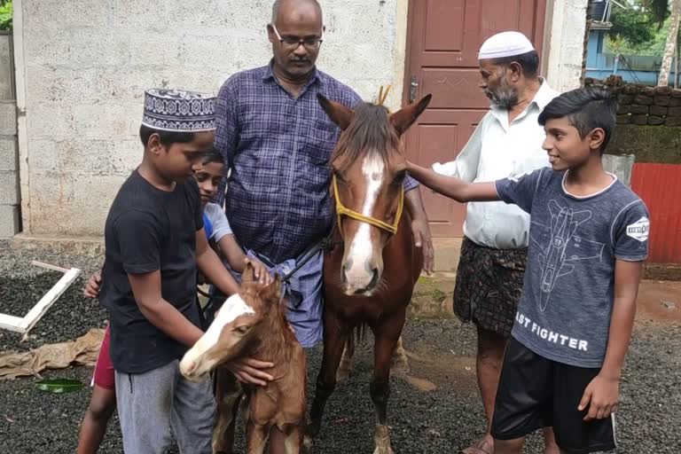 horse delivery  palakkad  കുതിര പ്രവസവം  കുതിര  കൗതുകമായി ഐഷയും ദുല്‍ദുലും