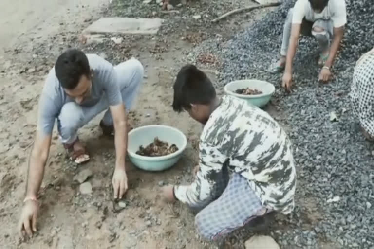 jan abhiyan volunteers-collecting-seeds-for-plantation-in-betul