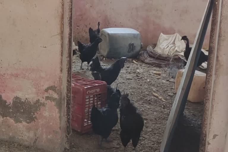 poultry farming