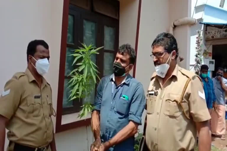 കഞ്ചാവ് ചെടി  ചാത്തന്നൂർ എക്‌സൈസ്  Chathannoor Excise  റെയ്‌ഡ്  Cannabis plant  Cannabis