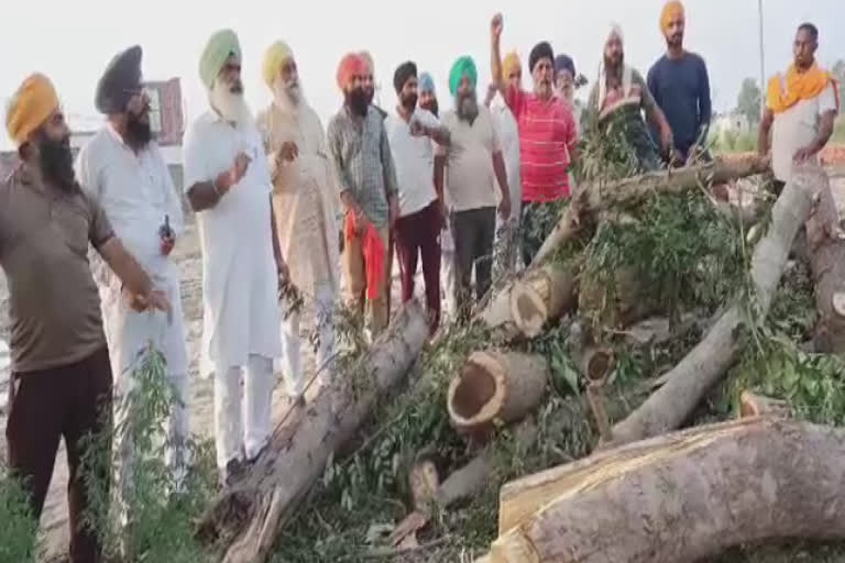 ਝੱਖੜ ਦੀ ਆੜ ’ਚ ਕੱਟੇ Forest Department ਦੇ 13 ਦਰਖ਼ਤ