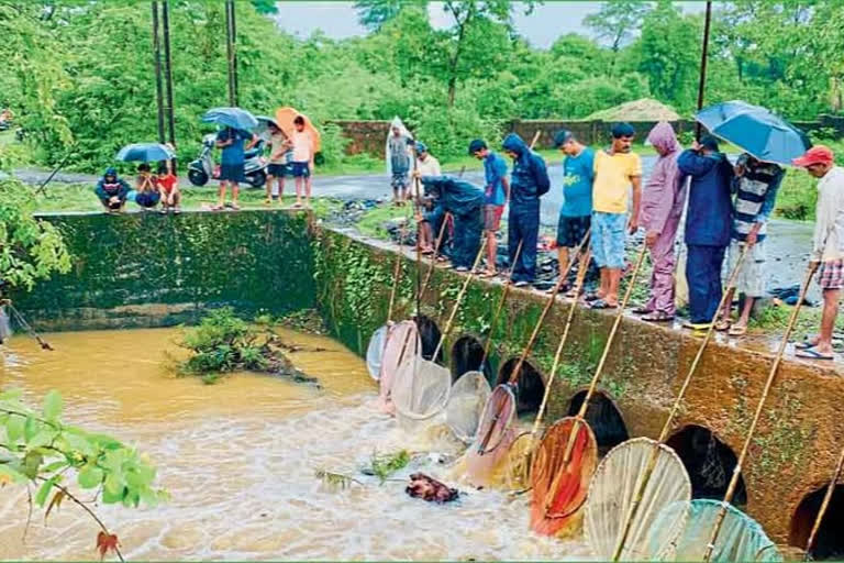 सिधुदुर्ग भागात चढणीचे मासे पकडण्यासाठी नद्या-नाल्यांवर लोकांची गर्दी वाढली