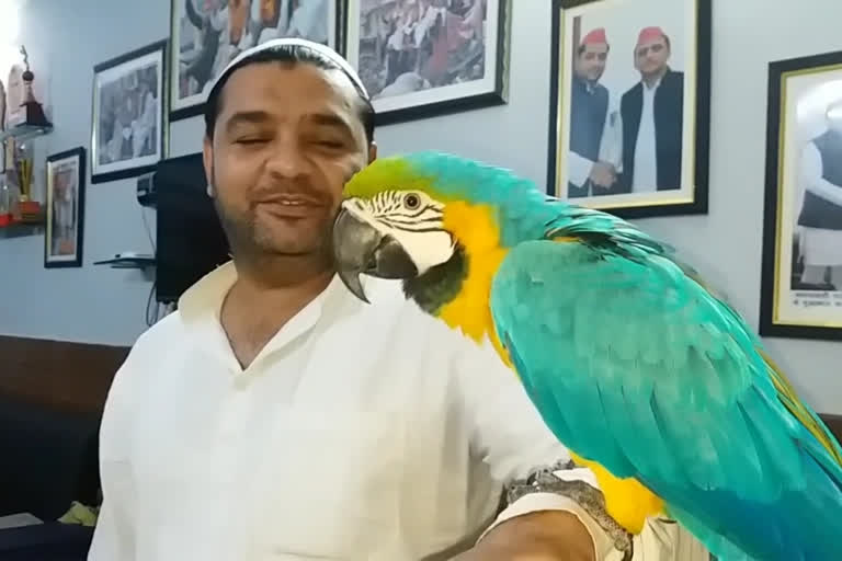 Expensive parrot