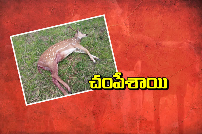 Reedbuck died in dogs attack