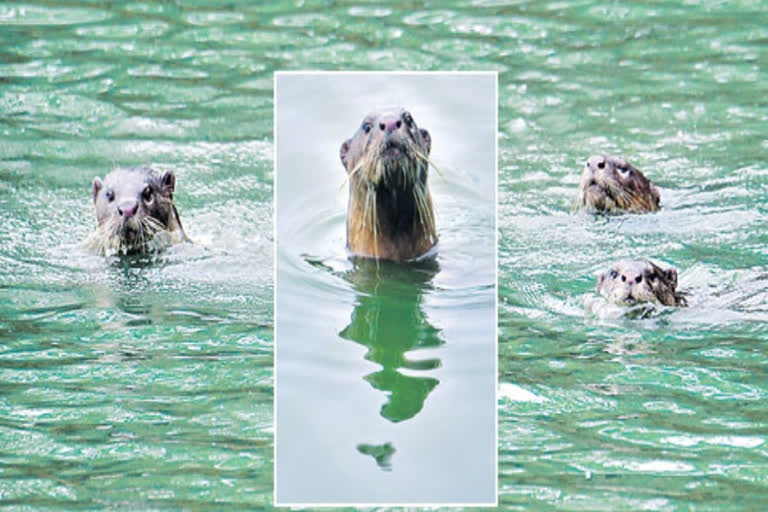 Otters