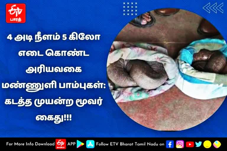 Namakkal, Kerala,snake,rare, smuggling, arrested  Rasipuram Snake smuggling  மண்ணுளி பாம்பு  கடத்தல்  மண்ணுளி பாம்புகளை கடத்திய விவகாரம்  நாமக்கல் மண்ணுளி பாம்புகளை கடத்திய விவகாரம்  நாமக்கல் செய்திகள்  குற்றச் செய்திகள்  namakkal news  namakkal latest news  namkkal snake smuggling  snake smuggling  smuggling  crime news