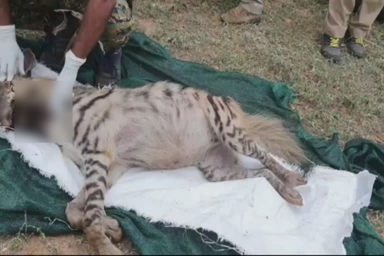 ஐனா  Striped hyena  forest department  Mysteriously dead of Striped hyena  nilgiris forest department  mudhumalai tiger reserved area  tiger reserved area  கழுதை புலி  மர்மமான முறையில் உயிரிழந்த கழுதை புலி  வனத்துறையினர்  சீகூர் தெங்குமரஹாடா வனப் பகுதி  விசாரணை  நீலகிரி செய்திகள்