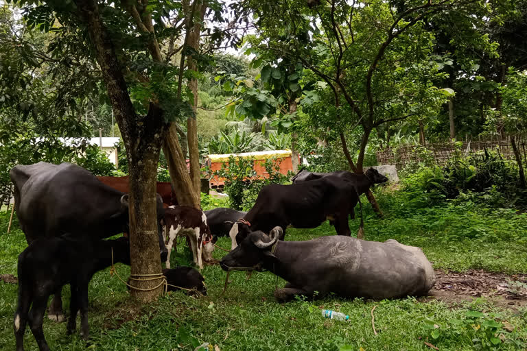 ILLEGAL CATTLE SEIZED IN ASSAM TRIPURA BORDER