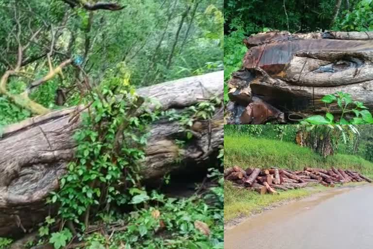 Illegal logging  forest department officials were involved  അനധികൃത മരം വെട്ടൽ  കൂട്ടുനിന്നത് വനം വകുപ്പ് ഉദ്യോഗസ്ഥർ  logging  കൊന്നത്തടി മങ്കുവ