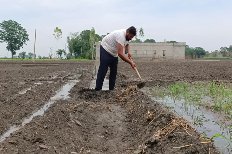 ਝੋਨੇ ਸ਼ੀਜਨ ਦੌਰਾਨ ਕਿਸਾਨ ਜੂਝ ਰਹੇ ਅਨੇਕਾਂ ਸਮੱਸਿਆਵਾਂ