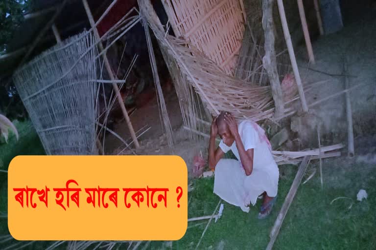 এইবাৰ বন্যহস্তীৰ আক্ৰমণৰ পৰা ৰক্ষা পৰিল এগৰাকী বৃদ্ধ