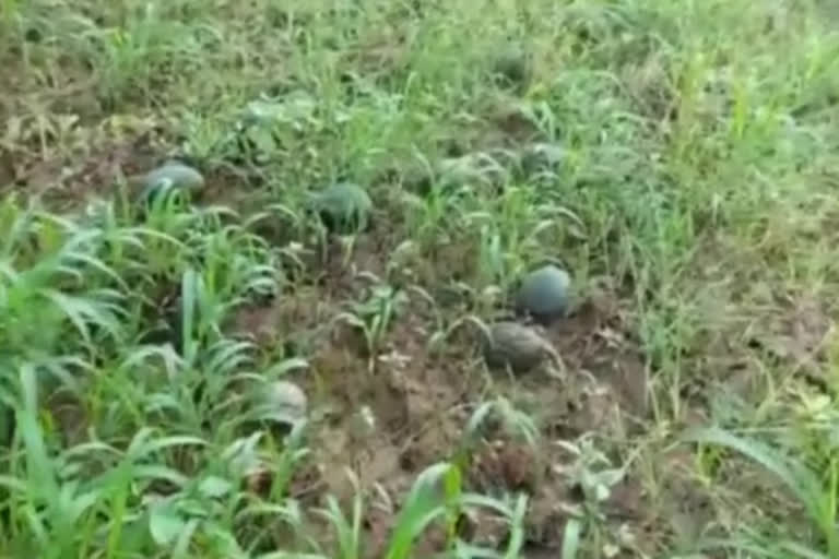 loss to farmer in Bokaro