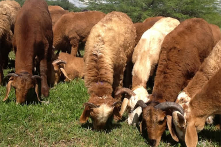 Distribution of sheep in telangana