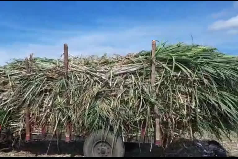 भेंडा परिसरातील ऊस बेण्याला बीड-गेवराईतुन मोठी मागणी