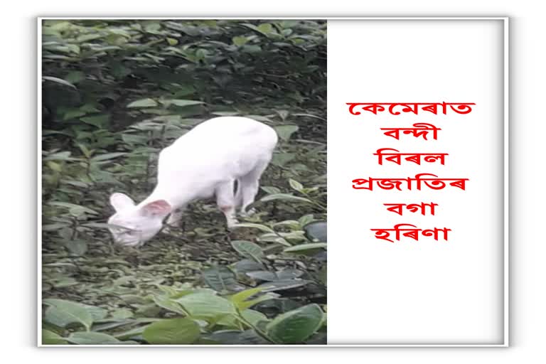 কেমেৰাত বন্দী বিৰল প্ৰজাতিৰ বগা হৰিণা