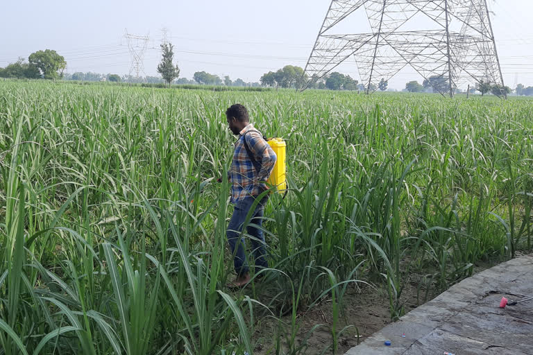 muradnagar farmers said fake pesticides and fertilizers are getting in markets