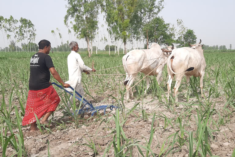 Farmers forced to plow field with oxen in modern era due to rising price of petrol and diesel