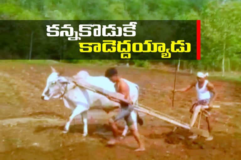 Adilabad farmer doing farming works with his son replacing ox