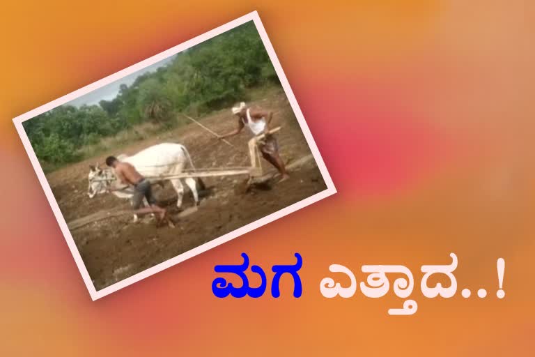 FARMER TURNED HIS SON INTO BULL AND PLOWED FIELD