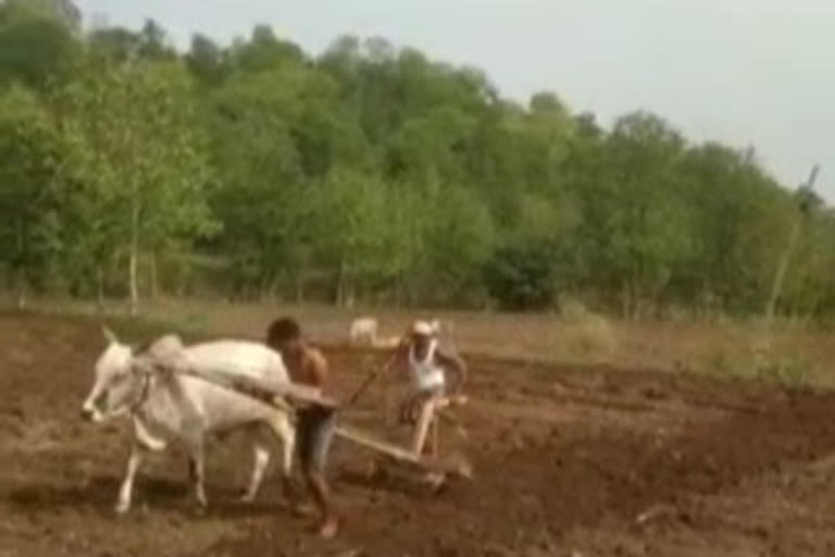 Telangana farmers uses son to plough his field