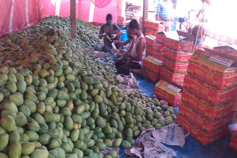 Jardalu Mango of Bhagalpur