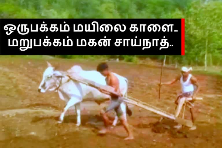 மாட்டிற்கு பதிலாக மகனை வைத்து ஏர் உழுத விவசாயி