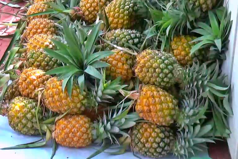 tripura government tries to provide organic certificates to pineapples and jackfruit