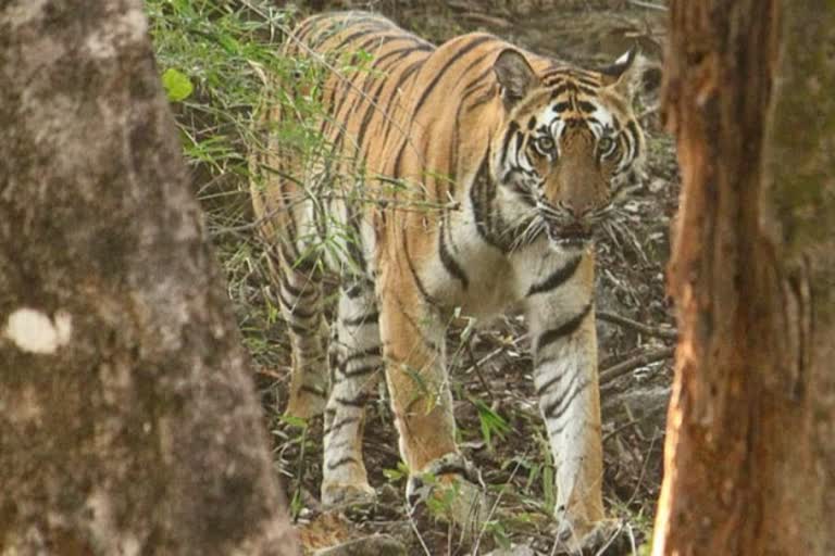 Bengal tiger seen in East Champaran