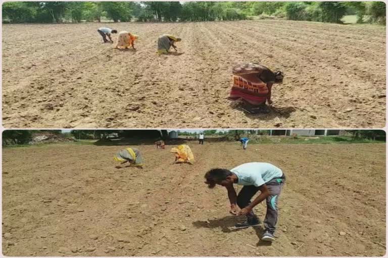 Cotton Sowing: મહીસાગરમાં ખેડૂતોએ કપાસની વાવણીનો કર્યો પ્રારંભ