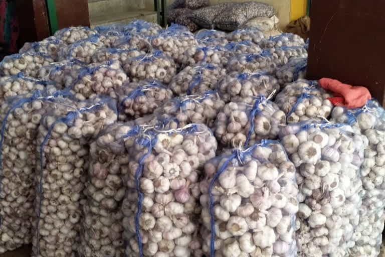 Farmers of Rajgarh wait for the price of garlic to increase