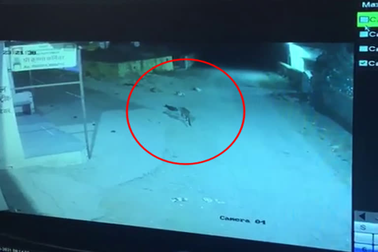 उदयपुर में पैंथर, panther in udaipur