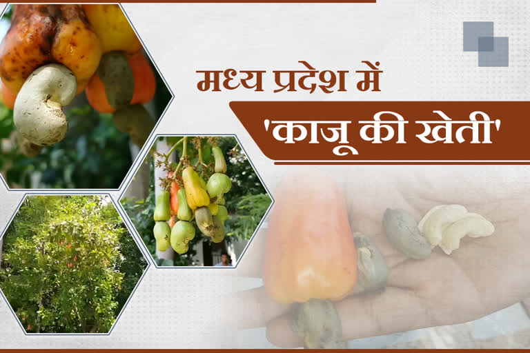 Cashew farming in Madhya Pradesh