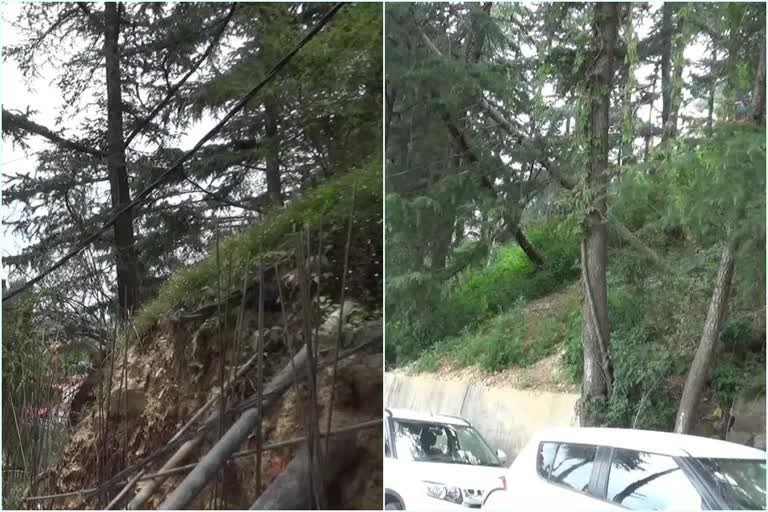 300-trees-dangerous-to-house-in-shimla