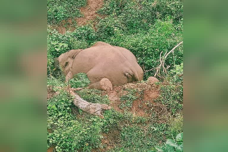 elephant-dead-body