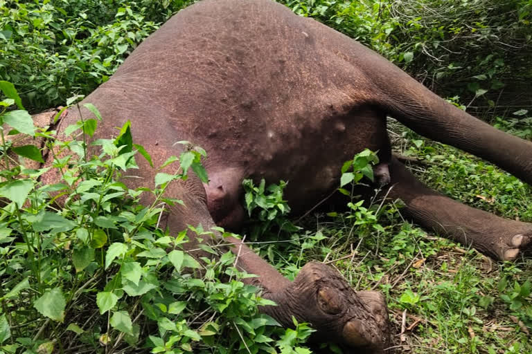 elephant-death-in-anugul district