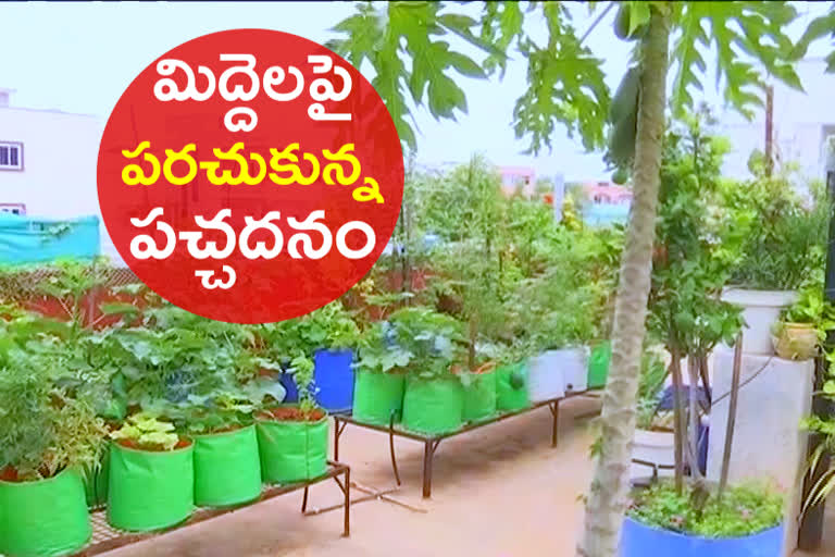 Terrace garden at hyderabad