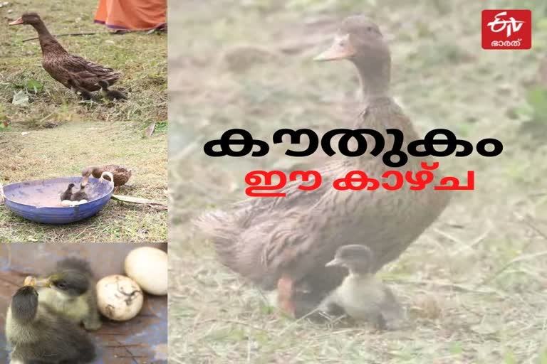 Madhu's pet duck is hatching and laying eggs.  duck  hatching and laying eggs  laying eggs  അപൂര്‍വ്വം ഈ കാഴ്ച......അടയിരുന്ന് കുഞ്ഞുങ്ങളെ വിരിയിച്ച് അമ്മതാറാവ്  അപൂര്‍വ്വം ഈ കാഴ്ച  അടയിരുന്ന് കുഞ്ഞുങ്ങളെ വിരിയിച്ച് അമ്മതാറാവ്