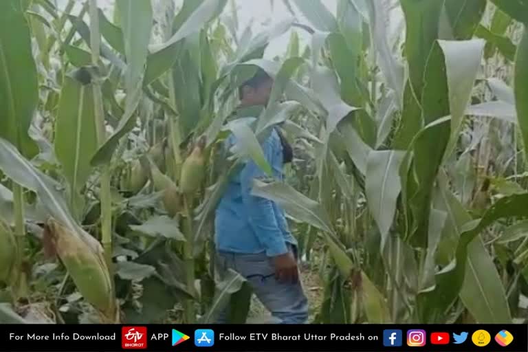 maize field  Teenager found in maize field  girl found in field  kannauj today news in hindi  kannauj latest news  kannauj news in hindi  kannauj crime news  मक्का के खेत में मिली किशोरी  सदर कोतवाली क्षेत्र  किशोरी से दुष्कर्म की आशंका  कन्नौज की ताजा खबर  कन्नौज समाचार  कन्नौज की आज की खबर