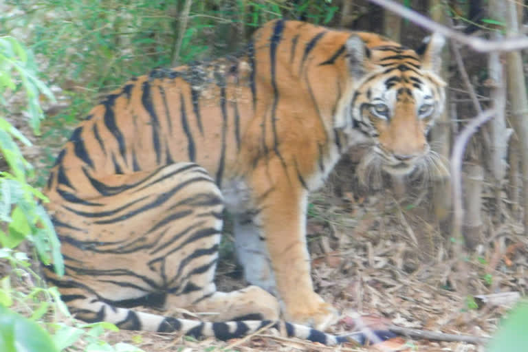 Tigress rescued from Achanakmar Tiger Reserve