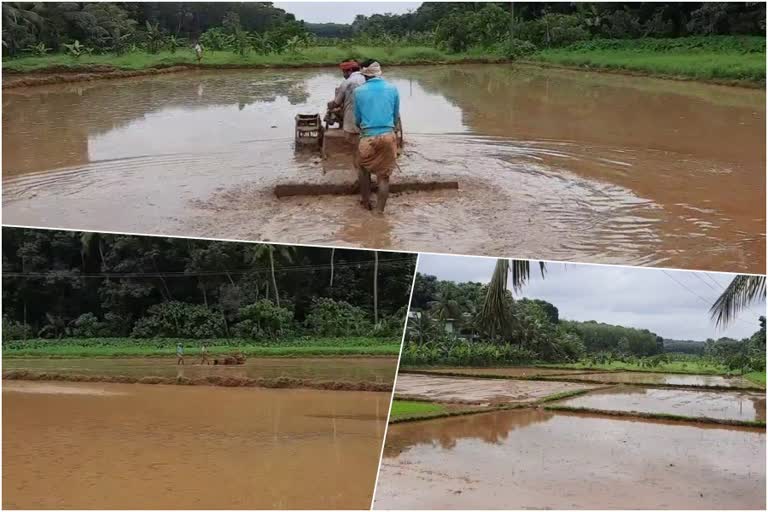 Paddy farmers prepare land  പ്രതിസന്ധികളിലും ചിങ്ങക്കൊയ്ത്തിന്‍റെ പ്രതീക്ഷയിൽ നിലമൊരുക്കി നെൽകർഷകർ  ചിങ്ങക്കൊയ്ത്ത്  നെൽകർഷകർ  Paddy farmers  ഞാറുനടീൽ  വിത  നെൽകൃഷി  കരകൃഷി