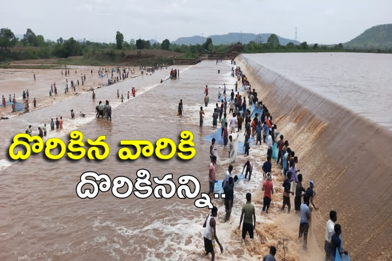 Komuram Bhim District Wankidi Zone People fishing in the Chikli Wagu project