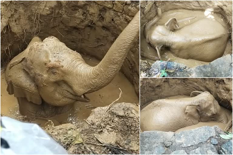 elephant rescured  Kothamangalam elephant  Kothamangalam elephant rescured  elephant fell into well  കോതമംഗംലത്ത് കിണറ്റിൽ വീണ കാട്ടാനയെ രക്ഷപ്പെടുത്തി  കാട്ടാന കിണറ്റിൽ വീണു  കോതമംഗംലത്ത് കിണറ്റിൽ വീണ കാട്ടാനയെ രക്ഷപ്പെടുത്തി  കാട്ടാന