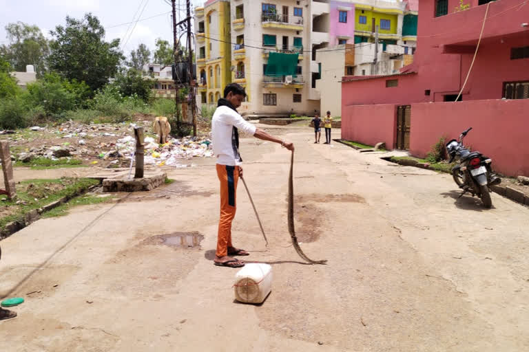 Sonu caught Russell Viper