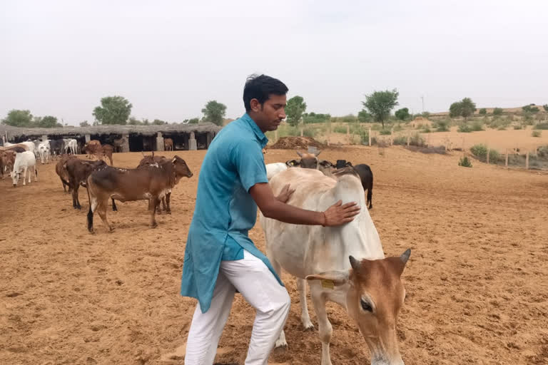 Tax sleuths come to arrest Rs 5 cr fraudster; found man working as a bovine caretaker