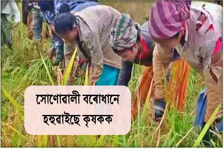 PEOPLE IN DERGAON HARVESTING RICE BEFORE FLOOD