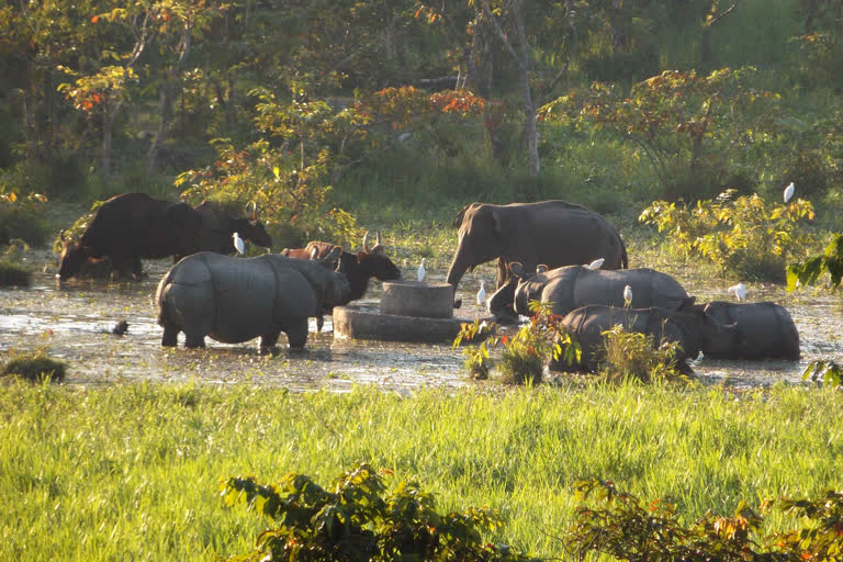 north-bengal-national-forests-closed-for-3-months