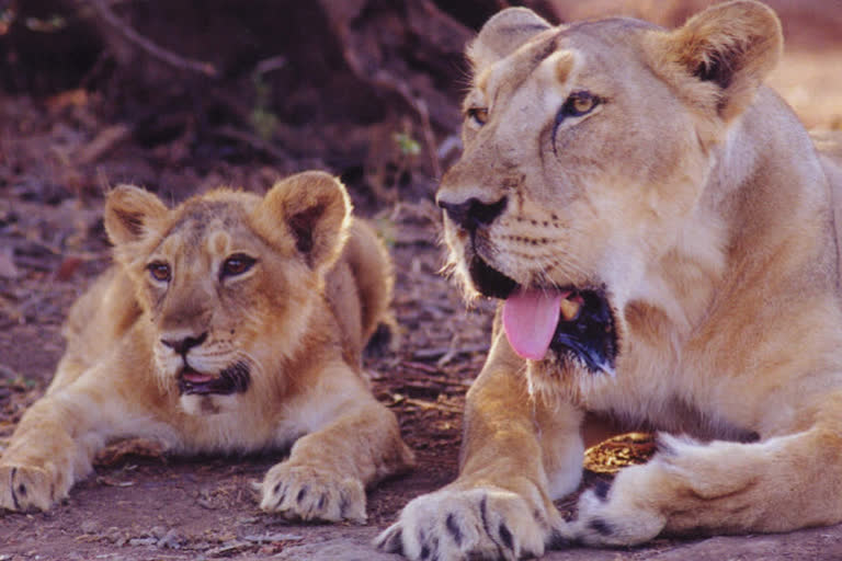 Vandalur zoological park