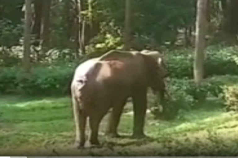 elephant-wandering-around-with-serious-injuries-in-nilgris