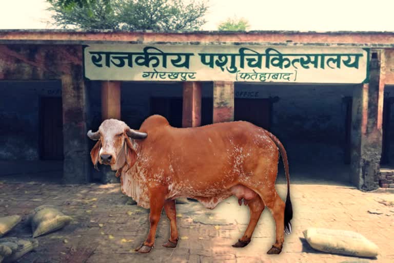 haryana-government-will-built-specials-hospital-for-cows