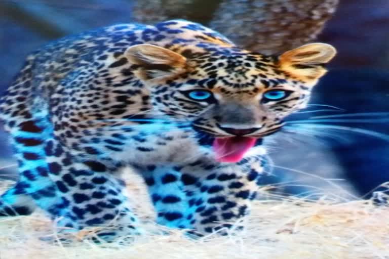 झालाना में मादा लेपर्ड क्लियोपैट्रा, Female Leopard Cleopatra in Jhalana